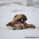Illustration for article titled Monday Mustelid - Gulo gulo Edition